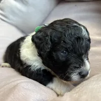 Bandit - mini newfypoo, a male Poodle - Miniature  and Newfypoo for sale in Saranac, MI – Photo 7 of 10