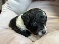 Bandit - mini newfypoo, a male Poodle - Miniature  and Newfypoo for sale in Saranac, MI – Photo 3 of 6