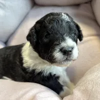 Bandit - mini newfypoo, a male Poodle - Miniature  and Newfypoo for sale in Saranac, MI – Photo 6 of 10