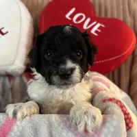 Bandit - mini newfypoo, a male Poodle - Miniature  and Newfypoo for sale in Saranac, MI – Photo 1 of 6