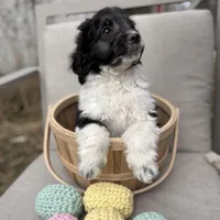 Bandit - mini newfypoo, a male Poodle - Miniature  and Newfypoo for sale in Saranac, MI – Photo 2 of 10