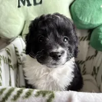 Bandit - mini newfypoo, a male Poodle - Miniature  and Newfypoo for sale in Saranac, MI – Photo 4 of 10