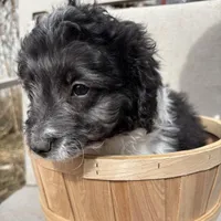 Bandit - mini newfypoo, a male Poodle - Miniature  and Newfypoo for sale in Saranac, MI – Photo 3 of 10