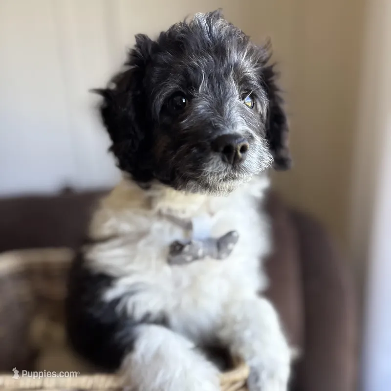 Bandit - mini newfypoo – Poodle - Miniature , Newfypoo puppy for sale in Saranac, MI
