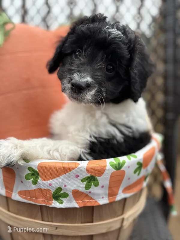 Bandit - mini newfypoo – Poodle - Miniature , Newfypoo puppy for sale in Saranac, MI