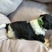 Bandit - mini newfypoo, a male Poodle - Miniature  and Newfypoo for sale in Saranac, MI – Photo 8 of 10