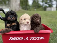 Milo, a male Poodle - Miniature  for sale in Saranac, MI – 6 of 6