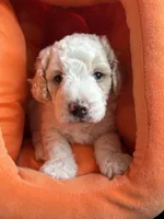 Tank - mini newfypoo, a male Poodle - Miniature  and Newfypoo for sale in Saranac, MI – 5 of 9