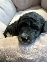 Maisie - mini newfypoo, a female Poodle - Miniature  and Newfypoo for sale in Saranac, MI – Photo 4 of 8