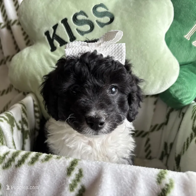 Maisie - mini newfypoo