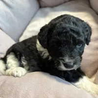 Maisie - mini newfypoo, a female Poodle - Miniature  and Newfypoo for sale in Saranac, MI – Photo 3 of 8