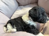 Maisie - mini newfypoo, a female Poodle - Miniature  and Newfypoo for sale in Saranac, MI – Photo 6 of 8