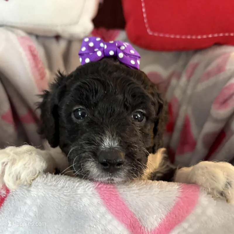 Maisie - mini newfypoo