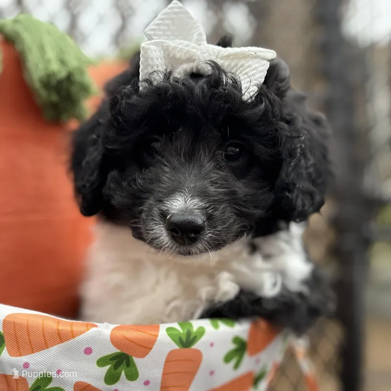 Maisie - mini newfypoo – Poodle - Miniature , Newfypoo puppy for sale in Saranac, MI