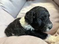 Maisie - mini newfypoo, a female Poodle - Miniature  and Newfypoo for sale in Saranac, MI – Photo 5 of 8