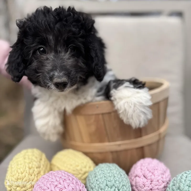 Maisie - mini newfypoo – Poodle - Miniature , Newfypoo puppy for sale in Saranac, MI