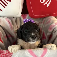Maisie - mini newfypoo, a female Poodle - Miniature  and Newfypoo for sale in Saranac, MI – Photo 2 of 8