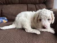 Tank - mini newfypoo, a male Poodle - Miniature  and Newfypoo for sale in Saranac, MI – 6 of 9