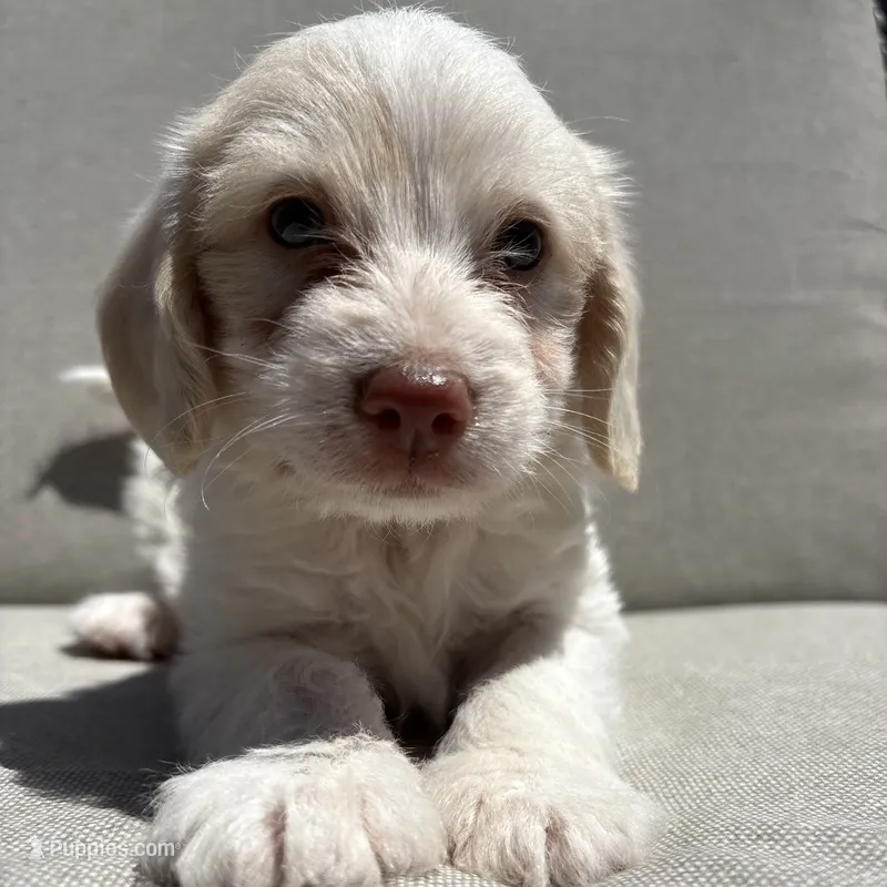 Finn – Beagle, Poodle - Miniature  puppy for sale in Saranac, MI