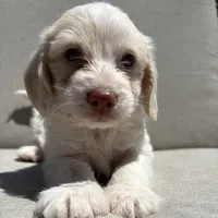 Finn, a male Beagle and Poodle - Miniature  for sale in Saranac, MI – 1 of 6