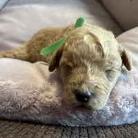 Oakley, a male Poodle - Miniature  for sale in Saranac, MI – Photo 3 of 4