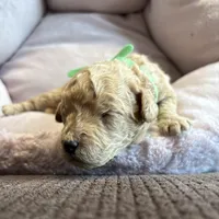 Oakley, a male Poodle - Miniature  for sale in Saranac, MI – Photo 2 of 4