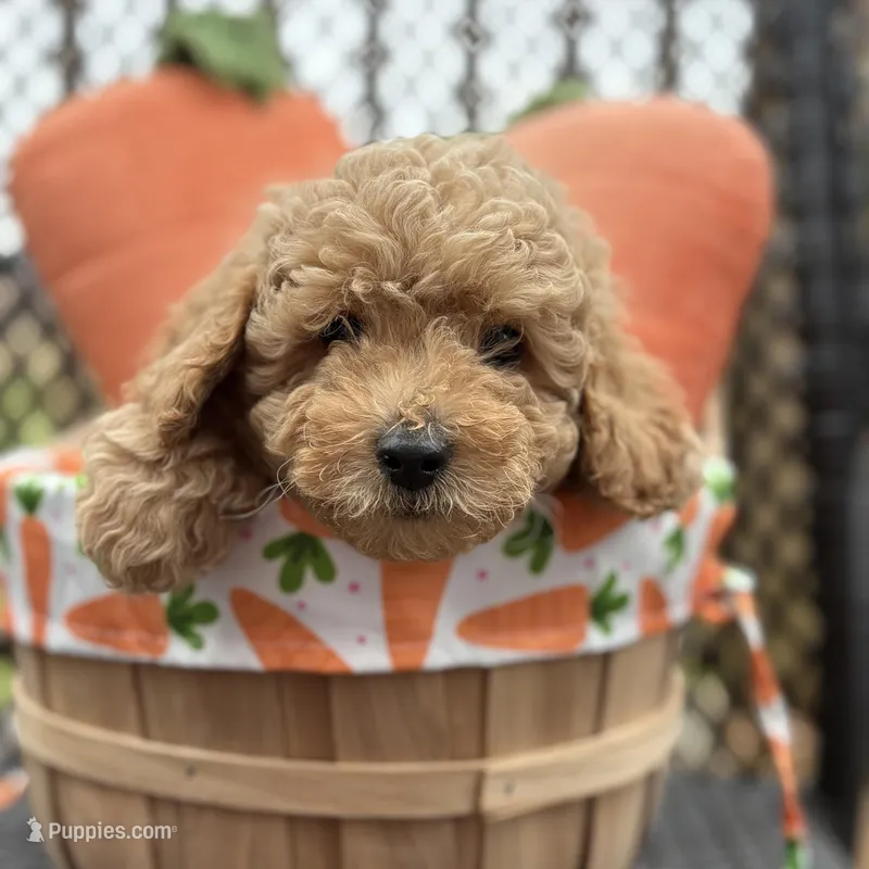 Oakley – Poodle - Miniature  puppy for sale in Saranac, MI