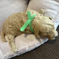 Oakley, a male Poodle - Miniature  for sale in Saranac, MI – Photo 4 of 4