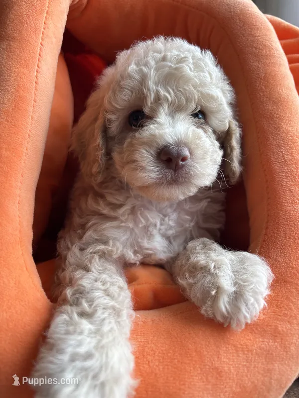 Lola – Poodle - Miniature  puppy for sale in Saranac, MI
