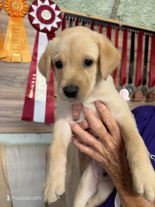 AKC Yellow Male – Labrador Retriever puppy for sale in Mount Pleasant, TX