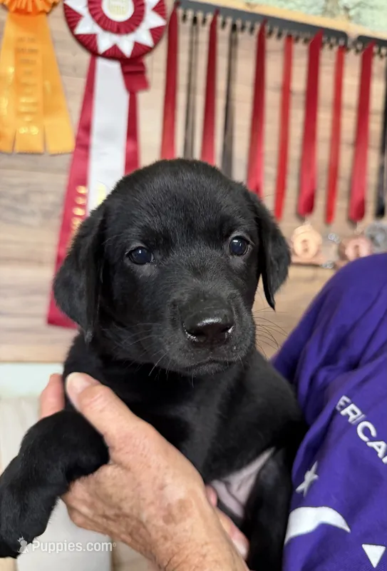 AKC Black Female – Labrador Retriever puppy for sale in Mount Pleasant, TX