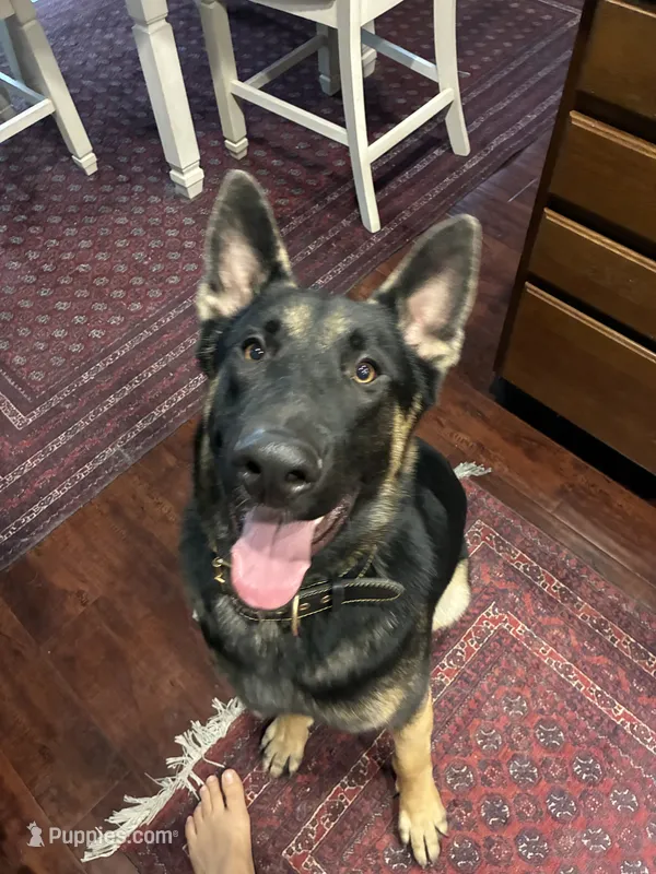 Max – German Shepherd Dog puppy for sale in Lathrop, CA