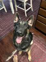 Max, a male German Shepherd Dog for sale in Lathrop, CA – 1 of 5