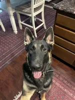 Max, a male German Shepherd Dog for sale in Lathrop, CA – 5 of 5