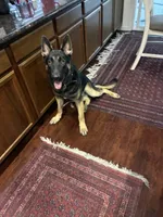 Max, a male German Shepherd Dog for sale in Lathrop, CA – 2 of 5