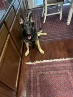 Max, a male German Shepherd Dog for sale in Lathrop, CA – 4 of 5