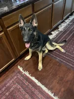 Max, a male German Shepherd Dog for sale in Lathrop, CA – 3 of 5