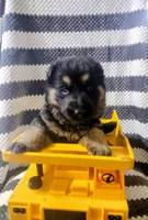 Jax, a male German Shepherd Dog for sale in Grabill, IN – Photo 1 of 10