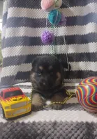 Jax, a male German Shepherd Dog for sale in Grabill, IN – Photo 3 of 10