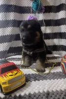 Jax, a male German Shepherd Dog for sale in Grabill, IN – Photo 5 of 10