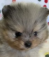 STORMY, a male Pomeranian for sale in Ridgecrest, CA – 3 of 8