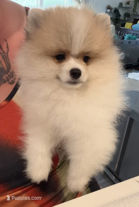 Chenook – Pomeranian puppy for sale in Ridgecrest, CA