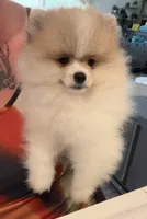 Chenook, a male Pomeranian for sale in Ridgecrest, CA – 1 of 6