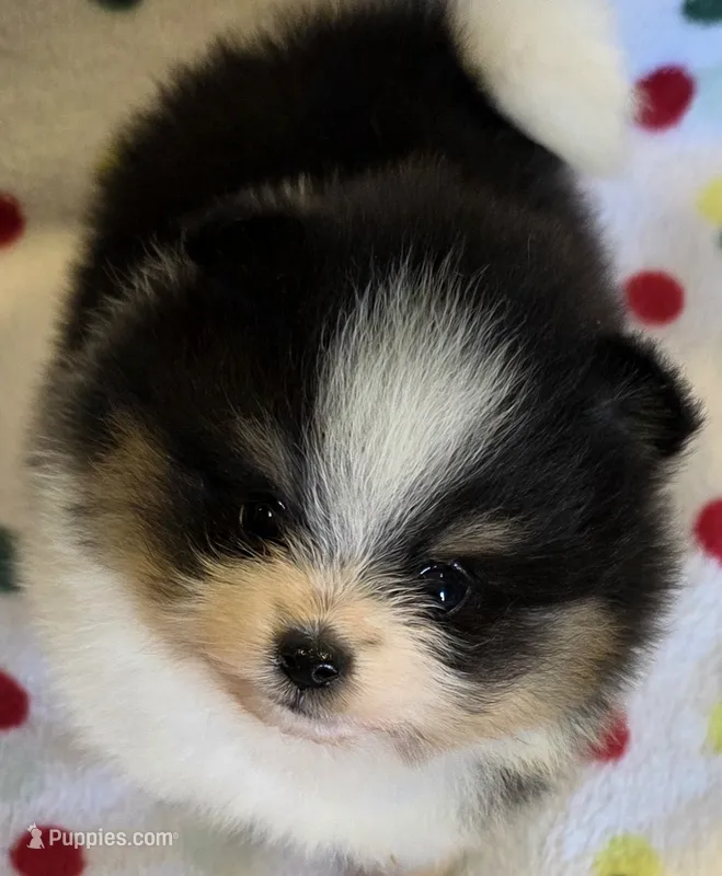 Sophie – Pomeranian puppy for sale in Ridgecrest, CA