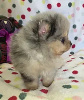 STORMY, a male Pomeranian for sale in Ridgecrest, CA – 4 of 8
