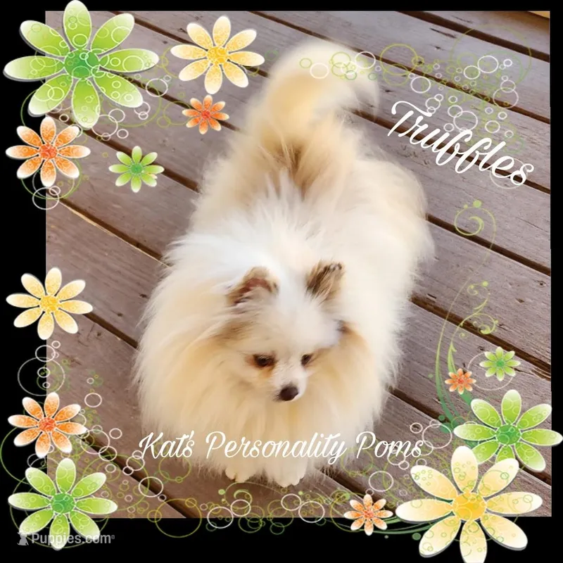Truffles, a female Pomeranian for sale in Ridgecrest, CA – Photo 1 of 3