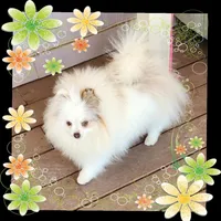 Truffles, a female Pomeranian for sale in Ridgecrest, CA – Photo 2 of 3