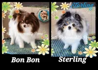 Truffles, a female Pomeranian for sale in Ridgecrest, CA – Photo 3 of 3