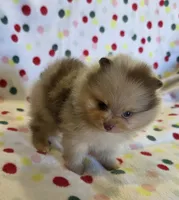 SNICKERS, a male Pomeranian for sale in Ridgecrest, CA – 4 of 5
