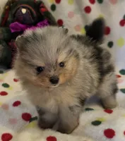 STORMY, a male Pomeranian for sale in Ridgecrest, CA – 2 of 8